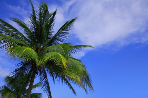 Palm Tree Against Perfect Sky Poster Print by Don Hammond - 17 x 11