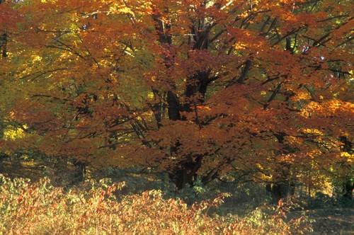 Autumn Tree Poster Print by David Chapman, 34 x 22 - Large