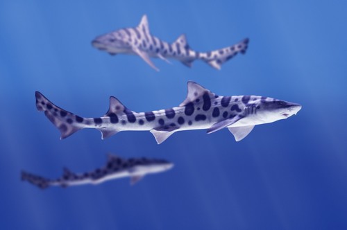 DPI1773766LARGE Leopard Sharks Triakis Semifasciata Poster Print by Don Hammond, 34 x 22 - Large