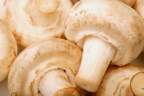 DPI1774082 Close Up of White Mushrooms Poster Print by Darren Greenwood, 17 x 11 -  Posterazzi