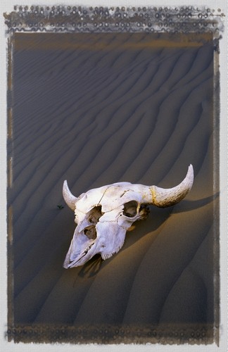 Skull in Desert Poster Print by Carson Ganci, 22 x 34 - Large