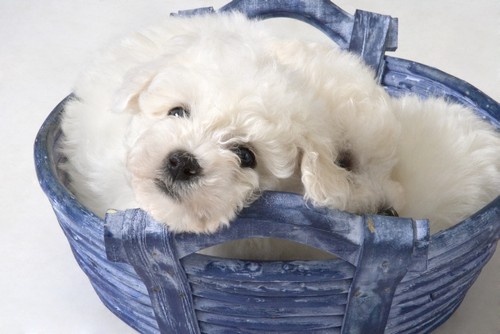 Cute White Pups Poster Print by Corey Hochachka, 17 x 11