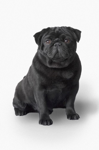 Pug Dog Poster Print by Corey Hochachka - 11 x 17