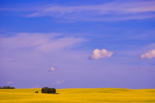 A Canola Field Poster Print by Carson Ganci - 17 x 11