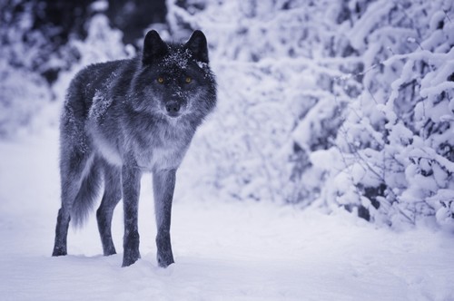 Wolf Poster Print by Don Hammond, 34 x 22 - Large