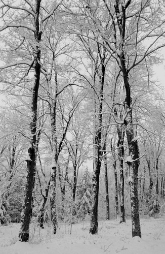 Winter Wonderland Poster Print by David Chapman, 11 x 17