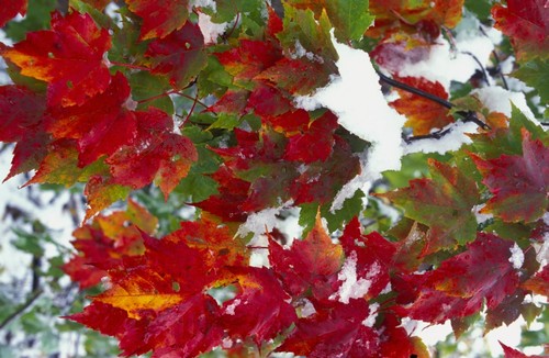 Leaves in Snow Poster Print by David Chapman, 34 x 22 - Large