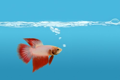 Fighting Fish Under Water Poster Print by Don Hammond, 17 x 11