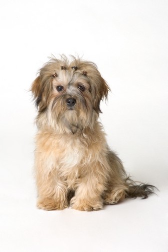 Cute Miniature Terrier Poster Print by Corey Hochachka, 22 x 32 - Large