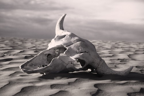Skull in Desert Poster Print by Carson Ganci, 34 x 22 - Large