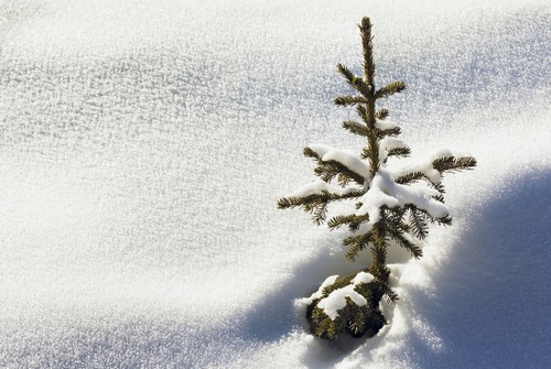 Close Up of A Small Snow Covered Evergreen Tree Surrounded by Crystal Snow & Poster Print by Michael Interisano - 18 x 12