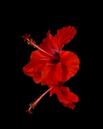 DPI12305816 Close Up of A Red Hibiscus Flower On A Black Background - Maui Hawaii United States of America Poster Print by Scott Mead, 13 x 17 -  Posterazzi