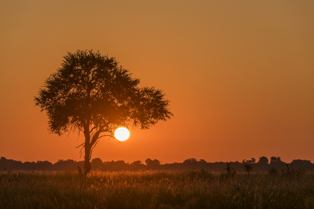 DPI12306229LARGE Backlit Grass & Silhouetted Tree At Sunset - Botswana Poster Print by Nick Dale, 36 x 24 - Large