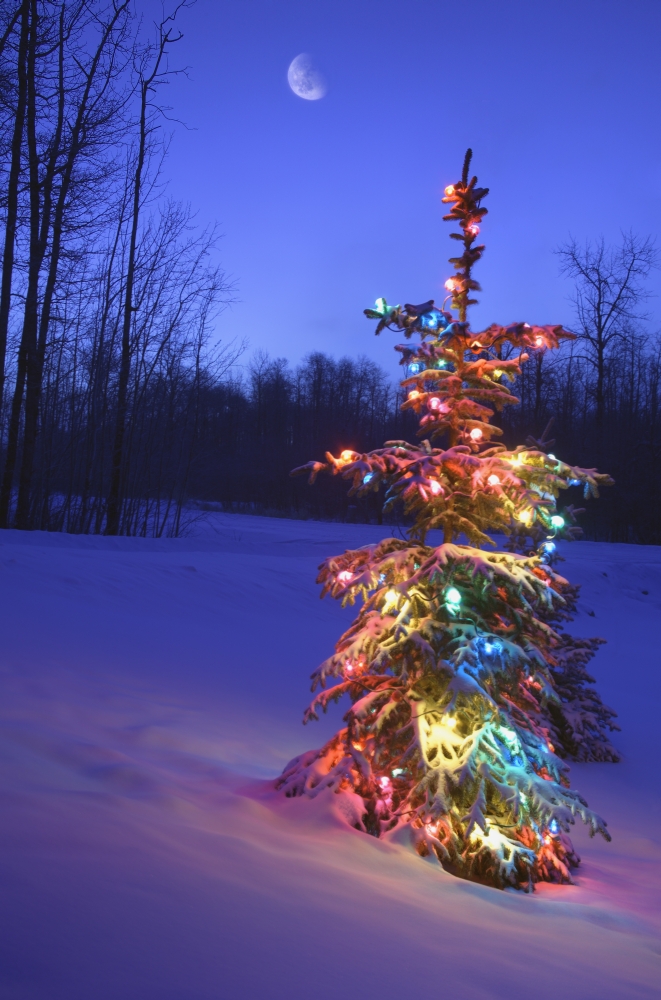 DPI1765494LARGE Christmas Tree Outdoors Under Moonlight Poster Print by Carson Ganci, 22 x 34 - Large