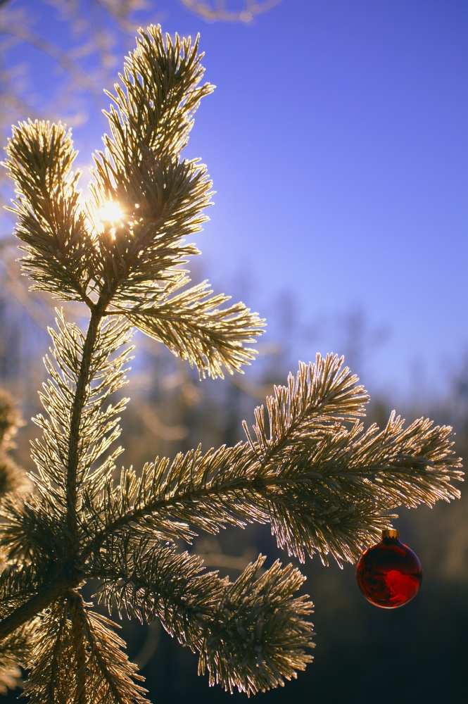 DPI1765726 Christmas Ornament Hanging from Tree Outdoors Poster Print by Carson Ganci, 11 x 17