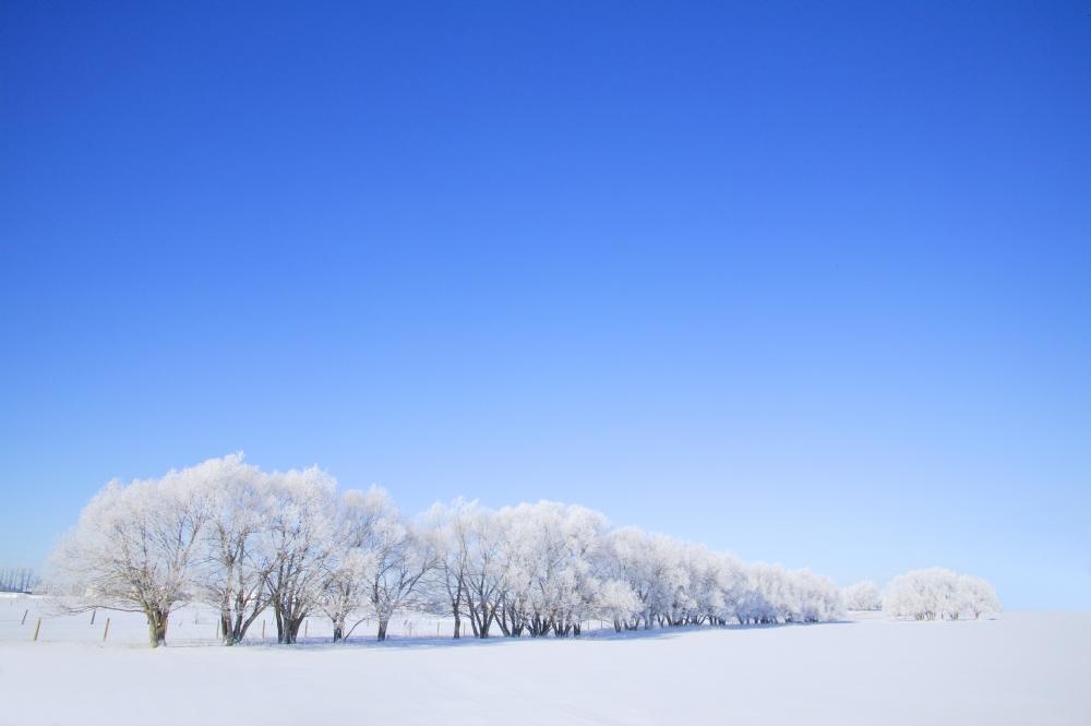 Trees in Winter Poster Print by Don Hammond, 34 x 22 - Large