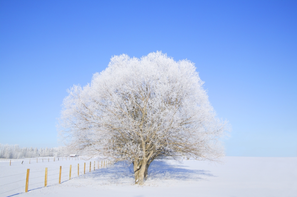 Trees in Winter Poster Print by Don Hammond - 17 x 11