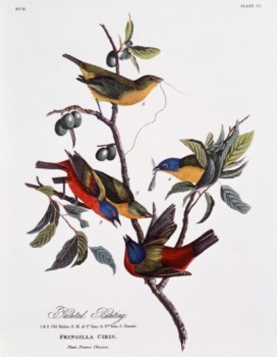 Painted Bunting John James Audubon 1785-1851 American Poster Print