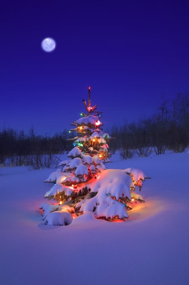 Christmas Tree Glowing Poster Print by Carson Ganci, 22 x 34 - Large