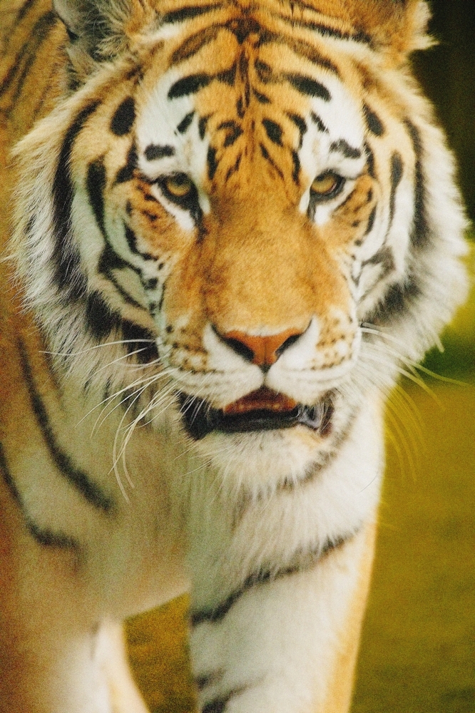 A Tiger Poster Print by Don Hammond - 11 x 17