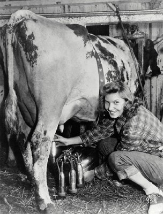 SAL9901323 Portrait of a Young Woman Milking a Cow with a Milking Machine Poster Print - 18 x 24 in.