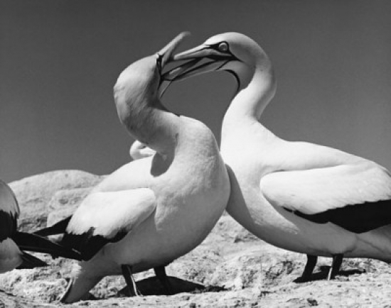 Two Cape Gannets Standing Morus Capensis Poster Print - 18 x 24 in.