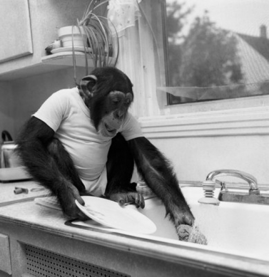Chimpanzee Washing a Plate in a Kitchen Sink Poster Print - 18 x 24 in.