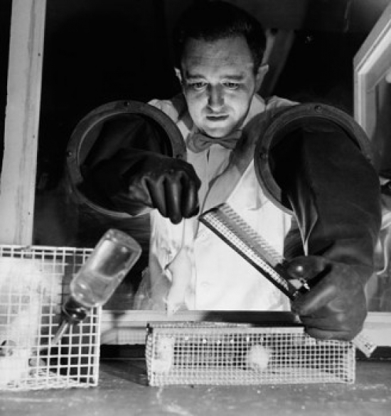 Researcher Conducting Experiments on a Mouse Poster Print - 18 x 24 in.