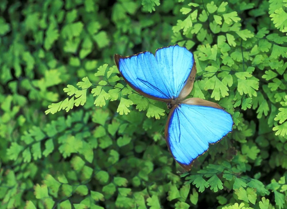 DPI1766313 Blue Butterfly On A Plant Poster Print by Don Hammond, 16 x 12