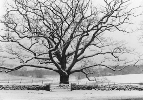 Oak Tree on a Snow Covered Field Poster Print - 18 x 24 in.