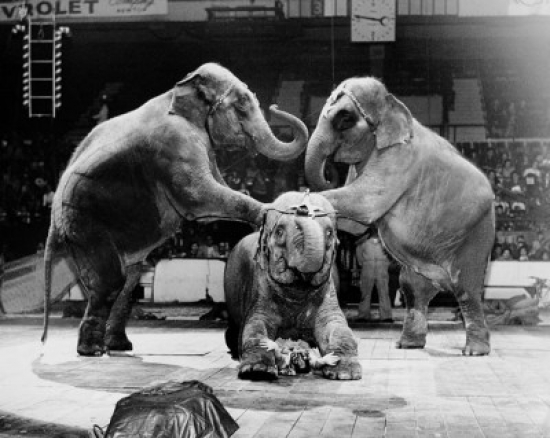 Three Elephants Performing in a Circus Poster Print - 18 x 24 in.