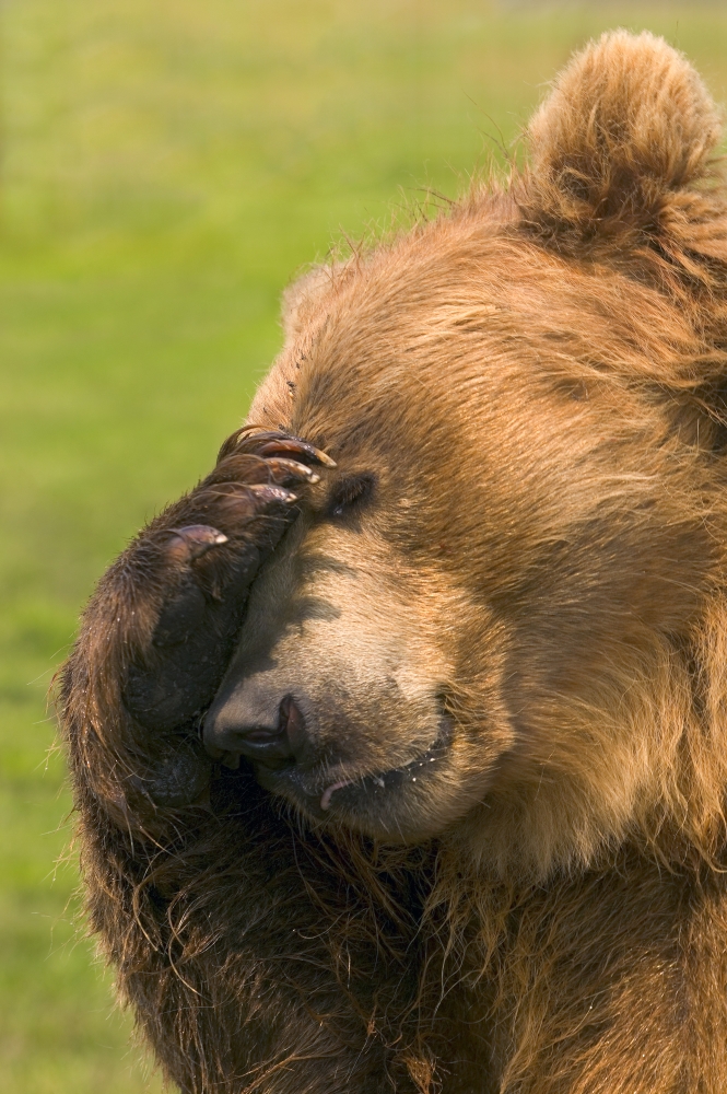 Bear with Paw Over Eye Poster Print by Carson Ganci, 11 x 17