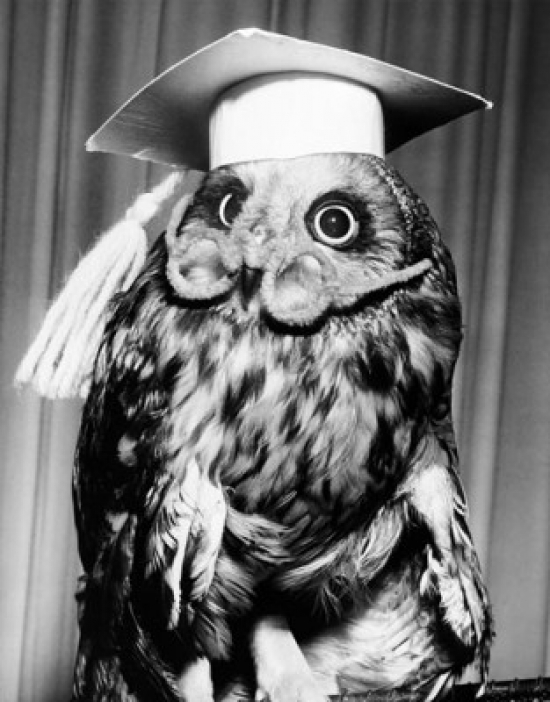 SAL255936B Close-Up of an Owl Wearing a Mortar Board & Eyeglasses Poster Print - 18 x 24 in.