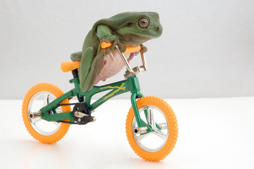 Frog On A Bicycle Poster Print by Corey Hochachka - 17 x 11