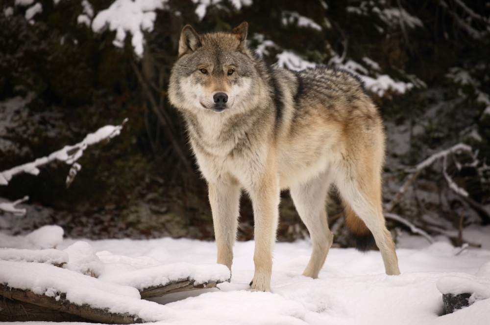 Wolf Poster Print by Don Hammond, 34 x 22 - Large