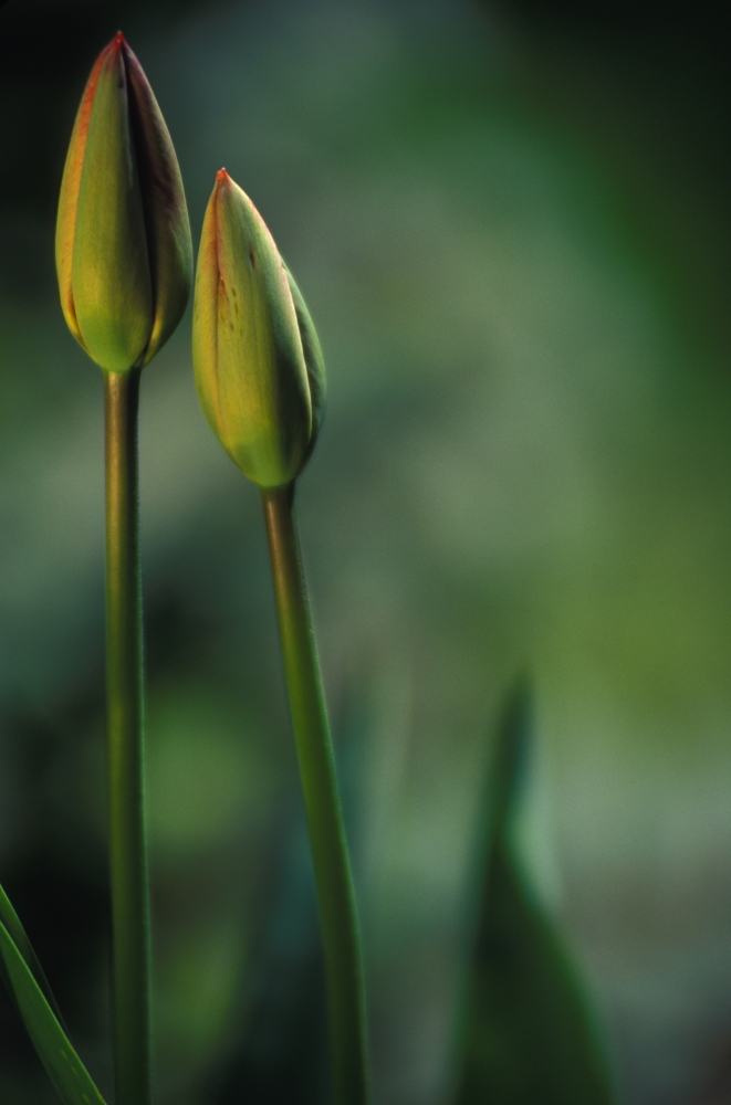 Closed Tulips Poster Print by Sean White, 22 x 34 - Large