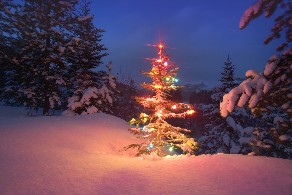 Christmas Tree At Night Poster Print by Carson Ganci - 17 x 11