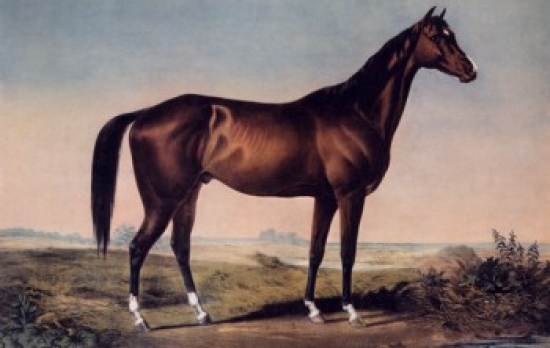 SAL3803489749 The Celebrated Horse Lexington Currier & Ives Active 1857-1907 American Poster Print - 18 x 24 in.