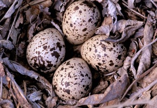 Nightjar Nest & Eggs Thaku River British Columbia Canada Poster Print by Gavriel Jecan - 25 x 18 in.