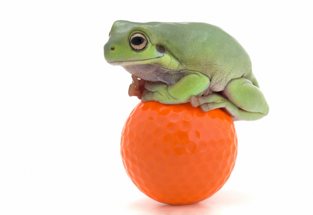 Frog Sitting On A Golf Ball Poster Print by Corey Hochachka - 16 x 11
