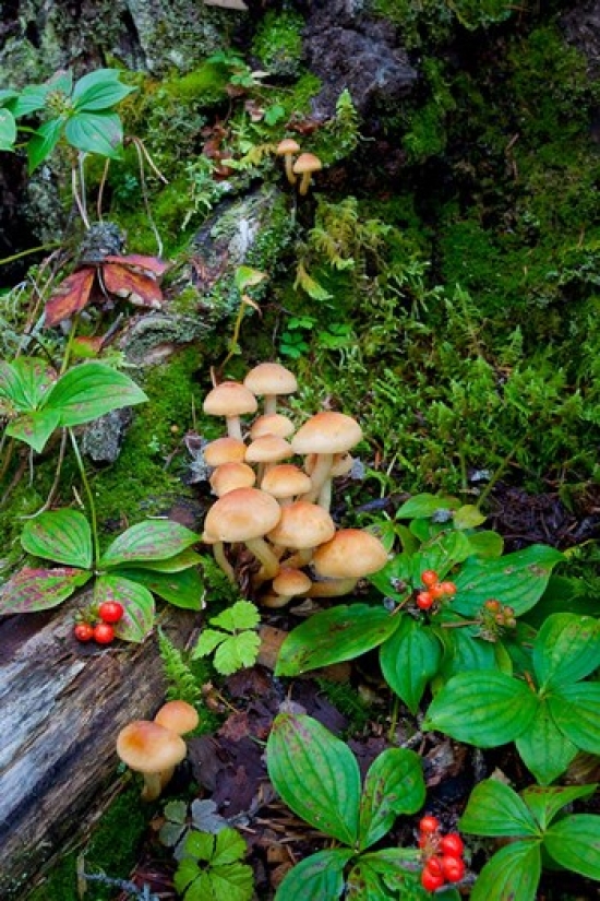 British Columbia Bowron Lakes Park Bunchberry Forest Poster Print by Gary Luhm - 17 x 26 in.