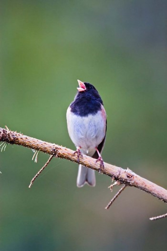British Columbia Dark-Eyed Junco Bird Singing Poster Print by Larry Ditto - 18 x 26 in.