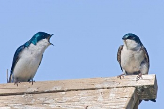 PDDCN02LDI0068 British Columbia Tree Swallows Perched on Bird House Poster Print by Larry Ditto - 26 x 18 in.