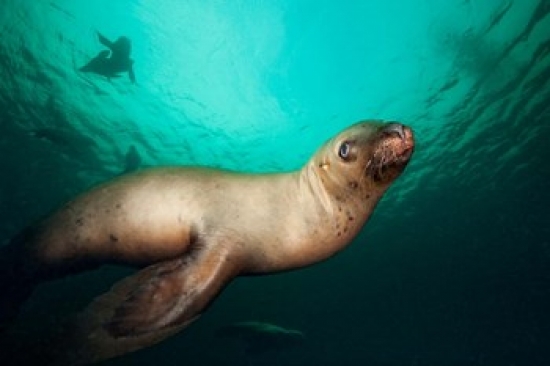 PDDCN02PSO0027 British Columbia Hornby Island Stellers Sea Lions Poster Print by Paul Souders - 26 x 18 in.