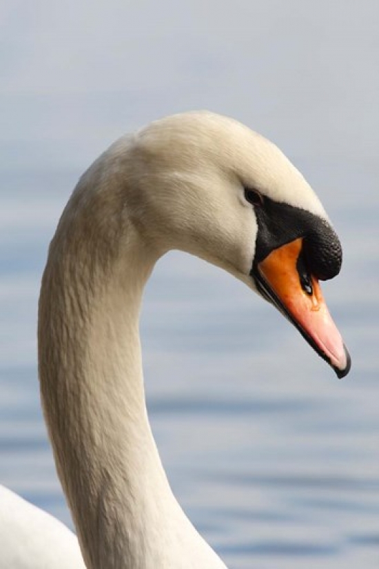 British Columbia Vancouver Mute Swan Bird Poster Print by Rick a Brown - 13 x 20 in.