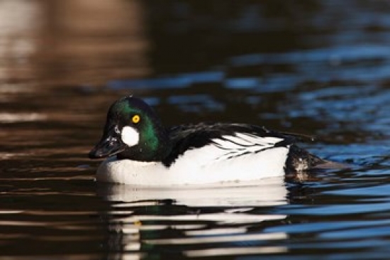 British Columbia Vancouver Common Goldeneye Duck Poster Print by Rick a Brown - 20 x 13 in.