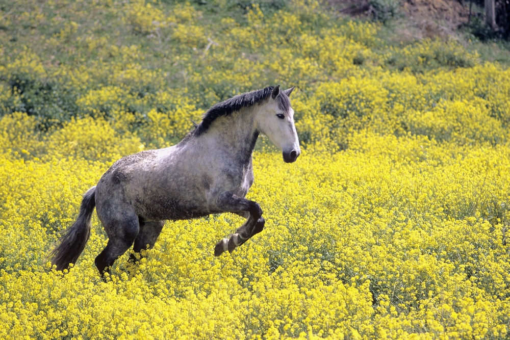 Andalucian Horse Poster Print by Michael Thornton - 17 x 11