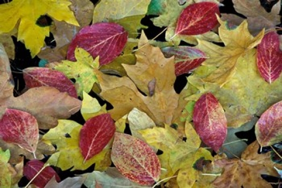 PDDUS05DGU0042 Leaf Pattern Merced River Yosemite National Park California Poster Print by Darrell Gulin - 35 x 24 in.