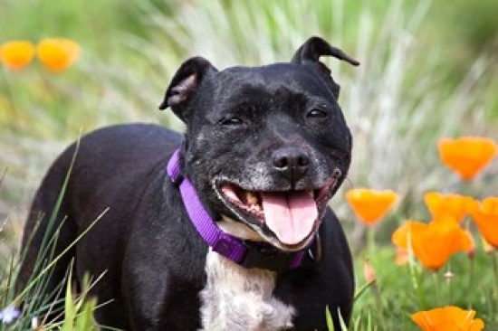 PDDUS05ZMU0314 Staffordshire Bull Terrier Standing in a Field of Wild Poppy Flowers Print by Zandria Muench Beraldo