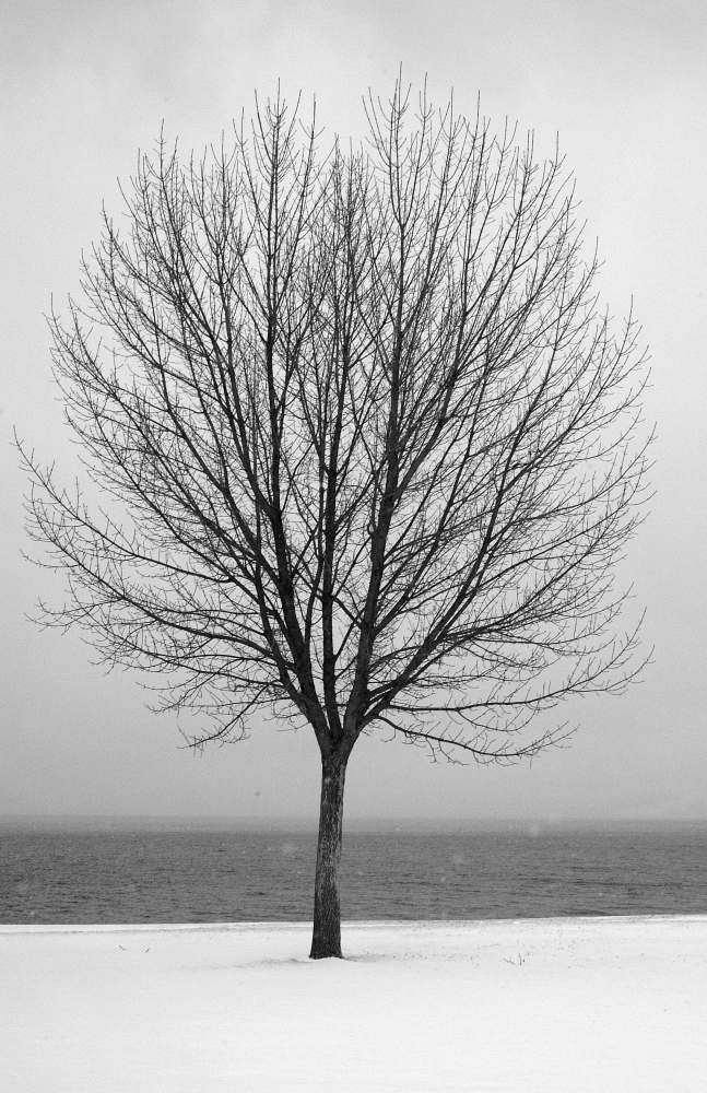 Bare Tree All Alone Poster Print by Greg Wilson, 22 x 34 - Large